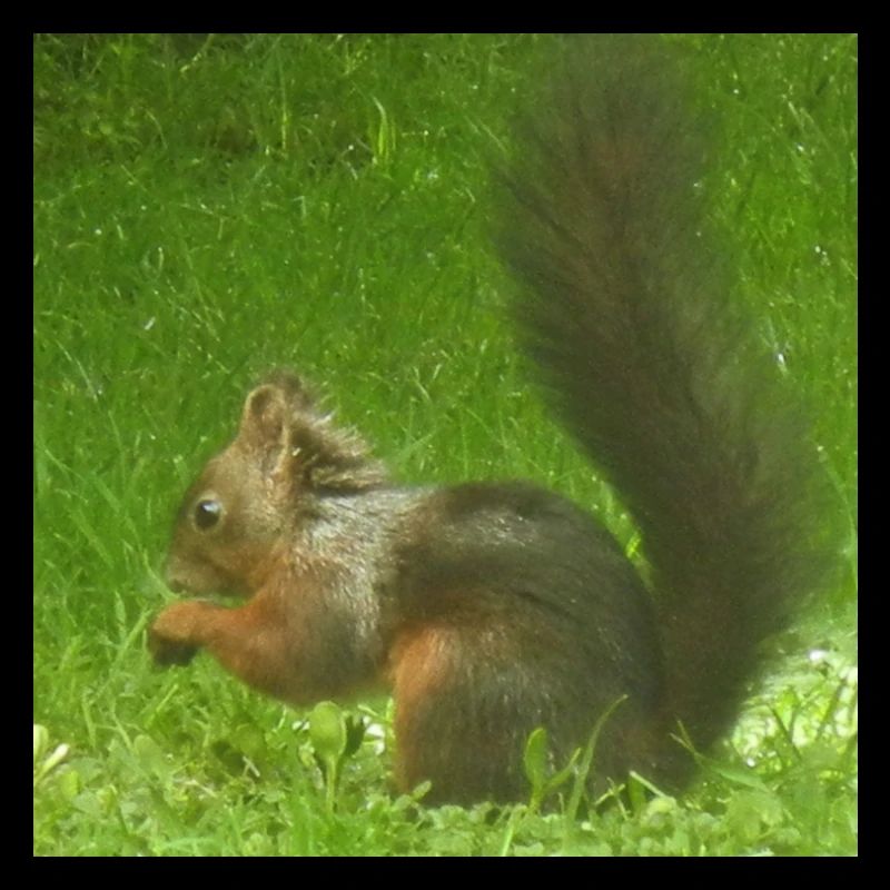 Eichhörnchen Tier Tierliebe Tierfreund Liebe