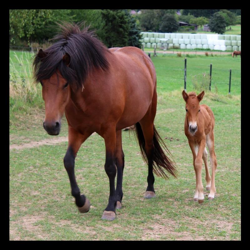 Affiche Cheval Cheval
