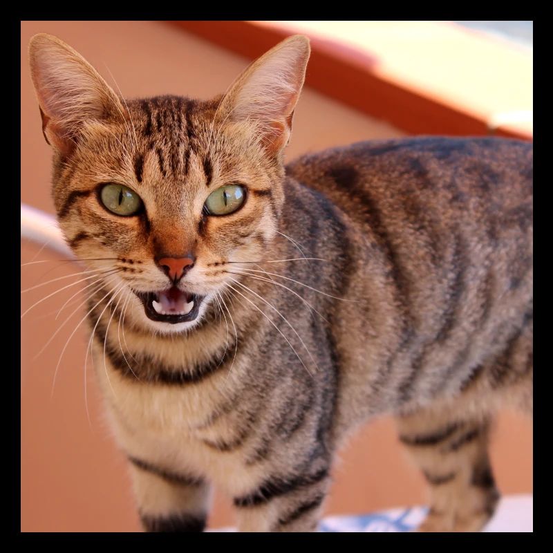 Cat Kitten Poster Square Cat Poster