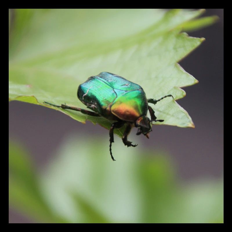 Rose chafer