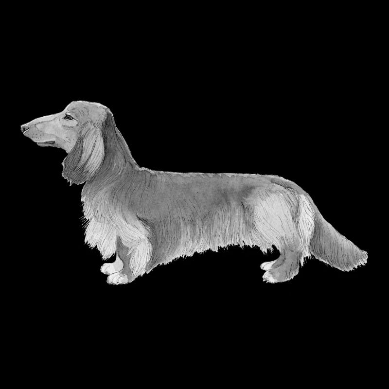 Teckel Teckel à poil long