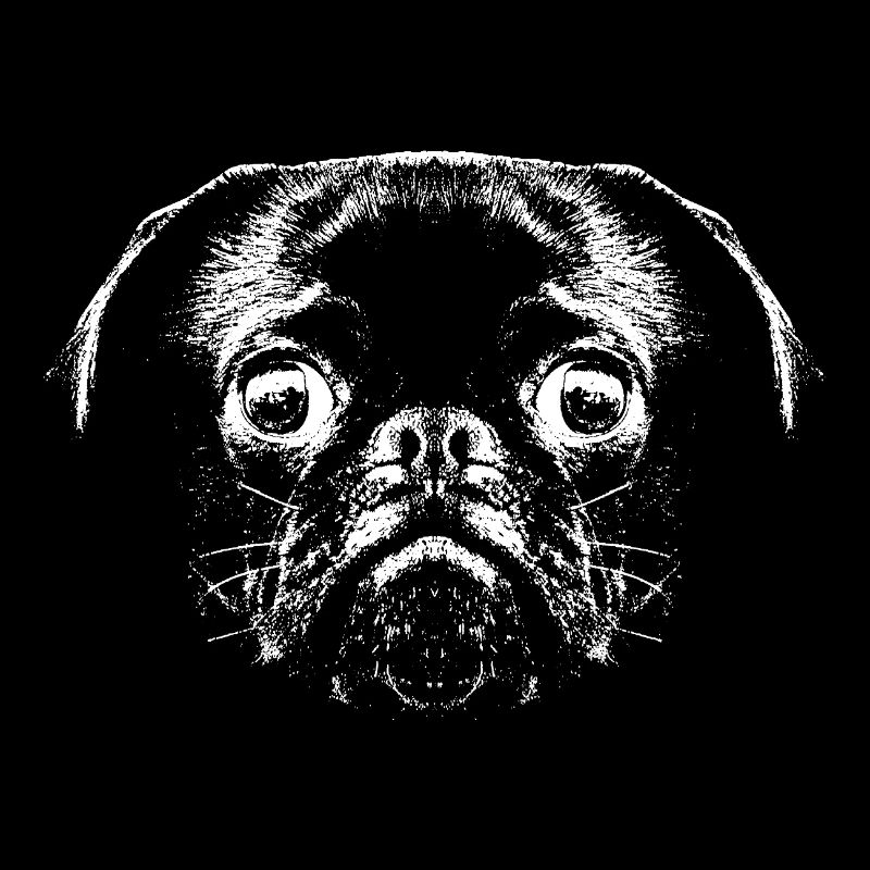 Mops / Gesicht / Kopf