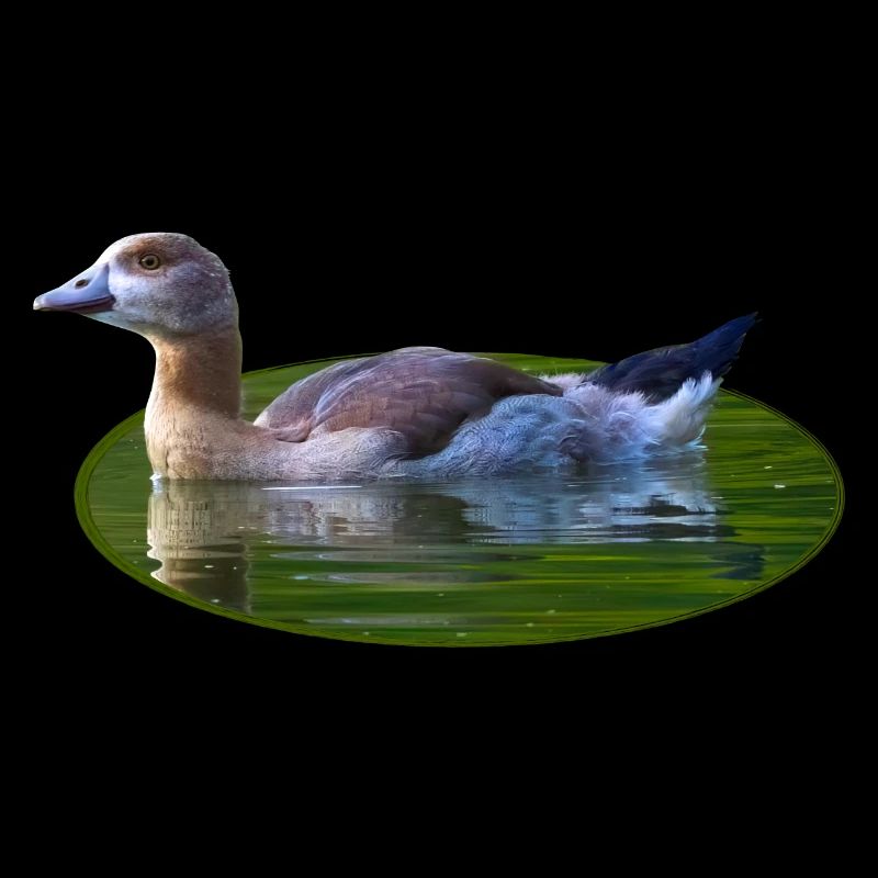 Goose Goose Poussin