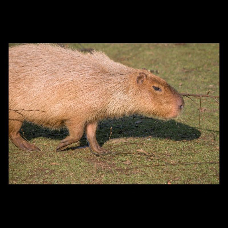 Capybara capybara (Hydrochoerus hydrochaeris)