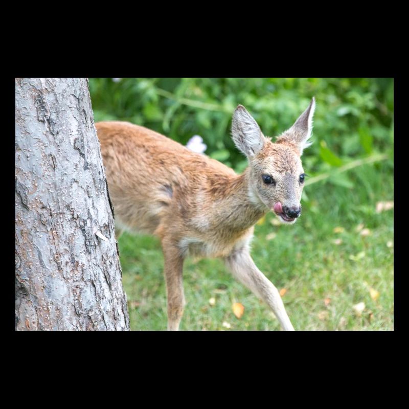 Deer Fawn (Capreolus capreolus, Reh, Kitz, Rehkitz