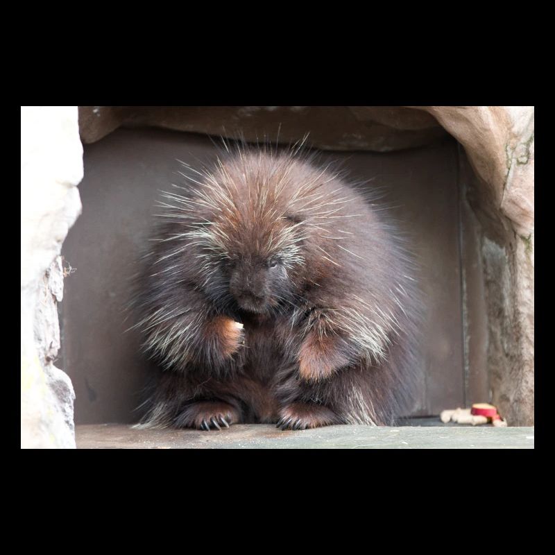 Tree-spined New World porcupines Erethizontidae