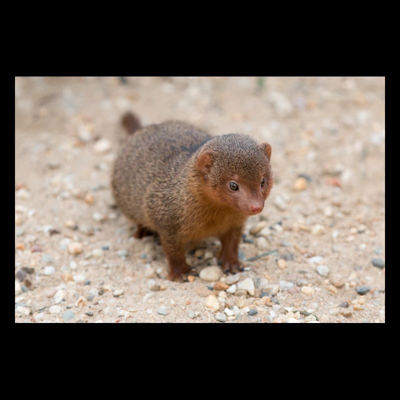 dwarf mongoose (in german Zwergmangusten) Helogale