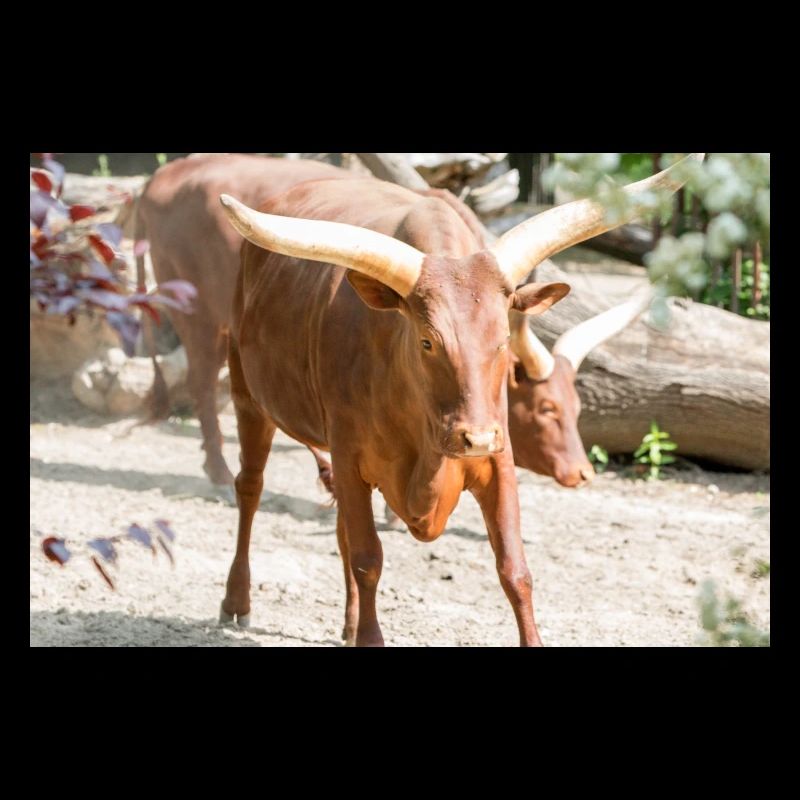 Ankole-Watusi oder Ankole Longhorn Watussirind