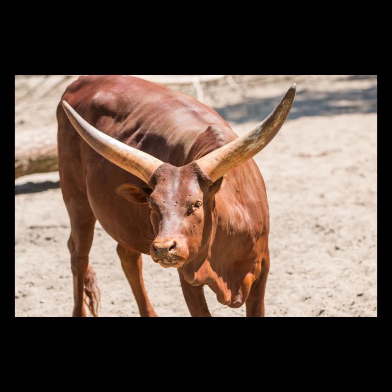 Ankole-Watusi oder Ankole Longhorn Watussirind