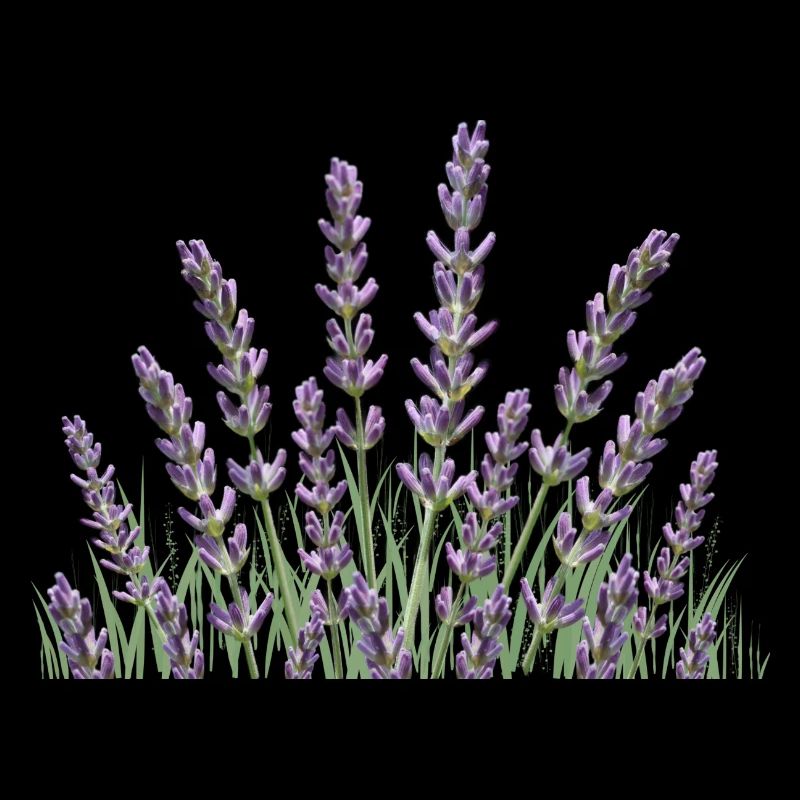 Lavender stalks Lavender