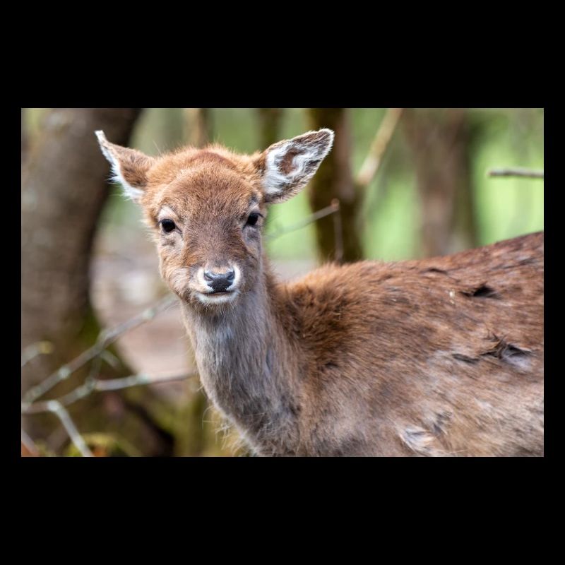 Daim (en allemand Damwild ou Damhirsch) Dama