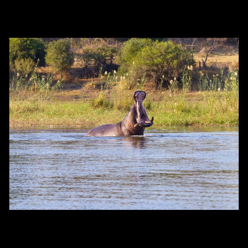 Paysage à la rivière Cubango avec hippopotame