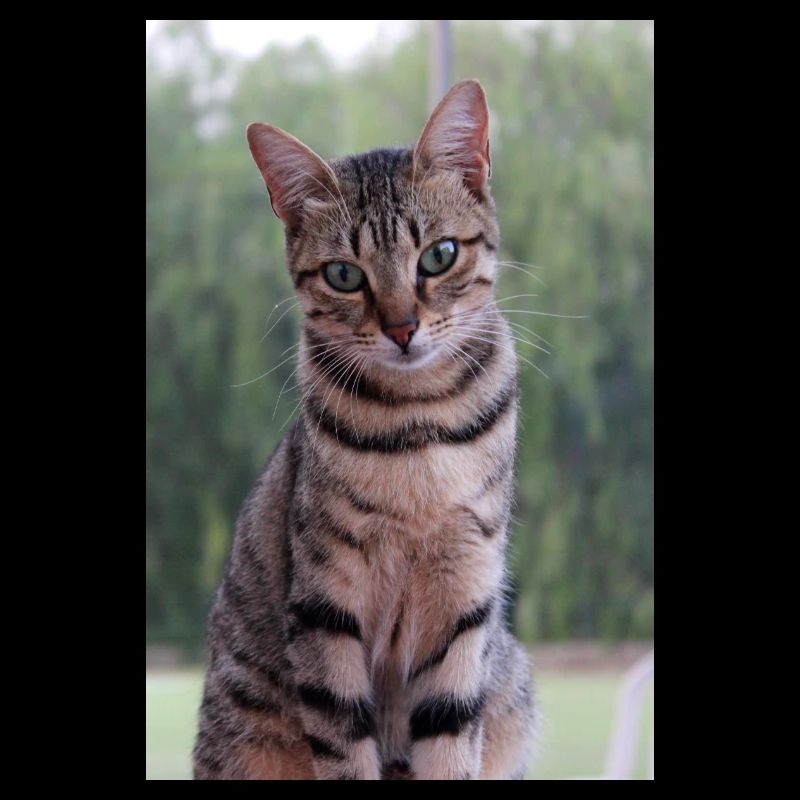 Chaton Chaton