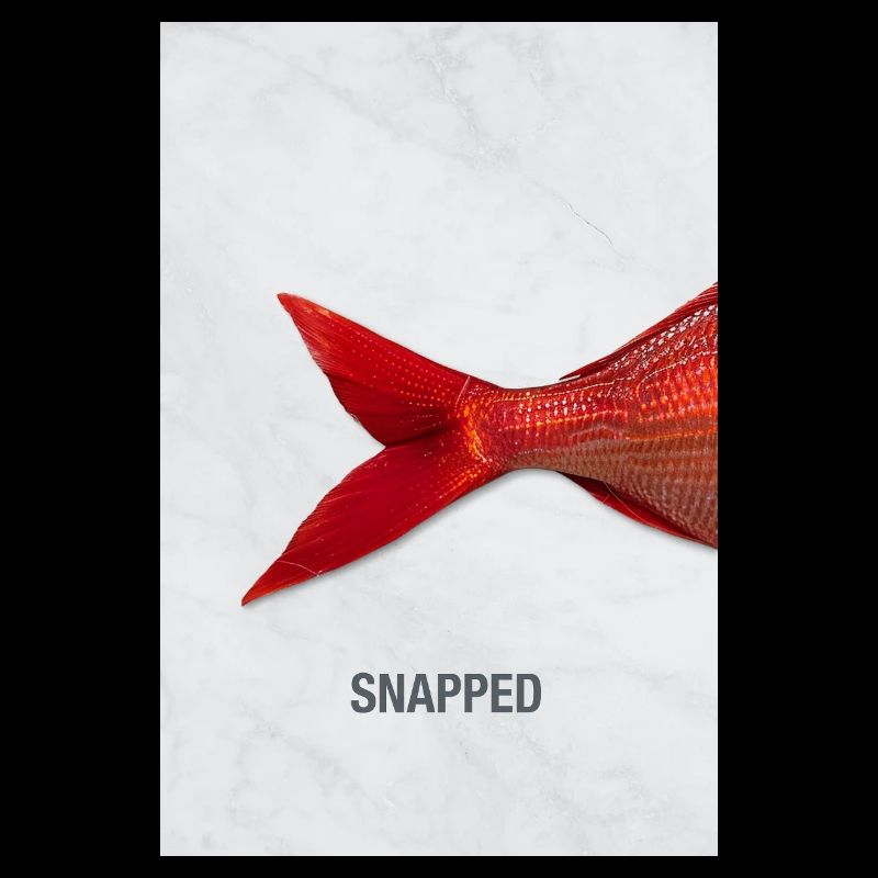 Snapped Fish Minimal Design Modern