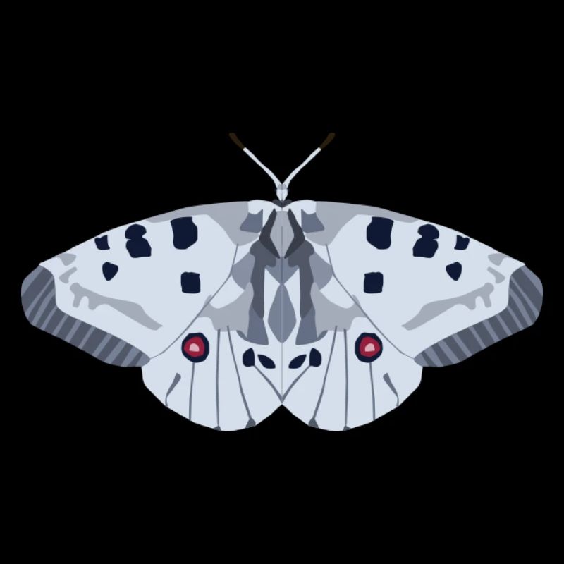Papillons : L’Apollon rouge
