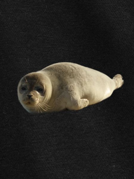 Chiot