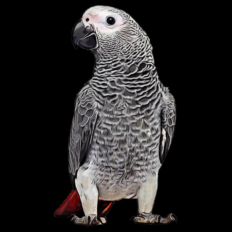 African grey parrot