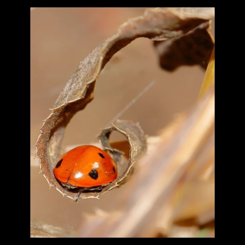 Coccinelle sur feuille séchée