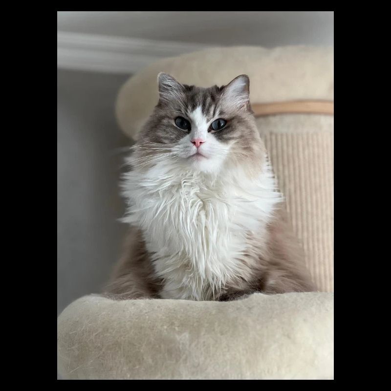 Fluffy Cat King
