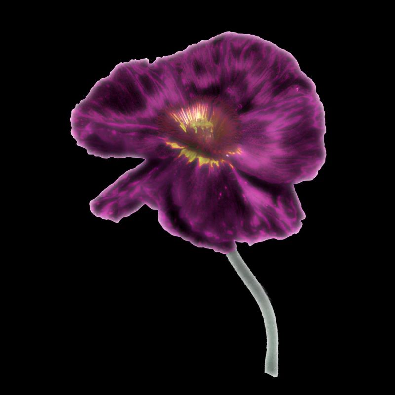 Intense Magenta Poppy