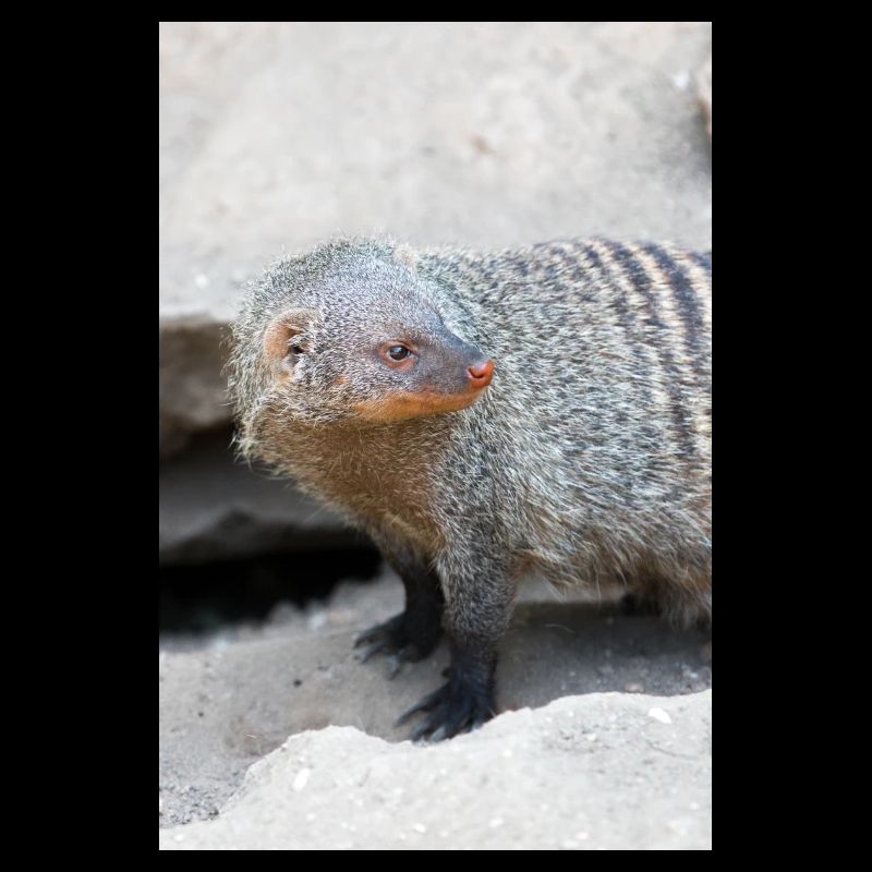 Gebänderte Manguste oder Zebramanguste