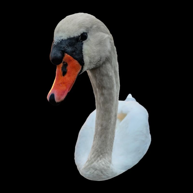 Starrender Schwan