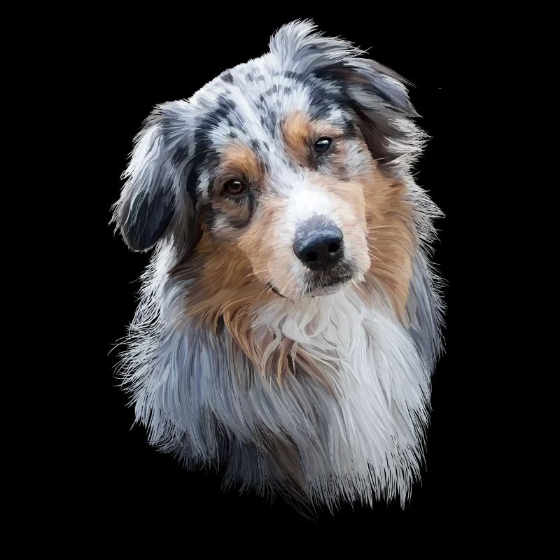 Australian Shepherd
