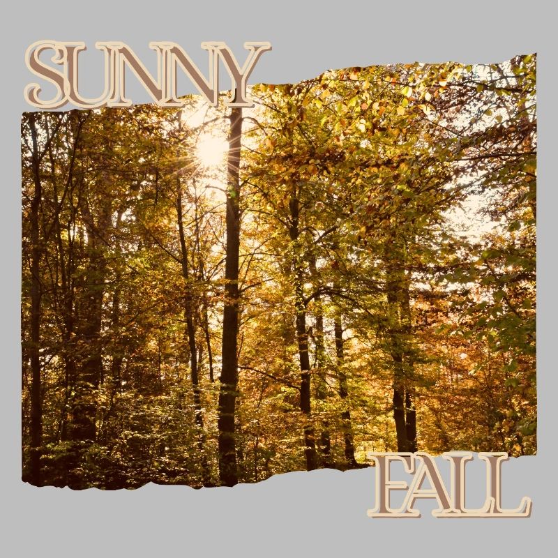 Sunny Fall - Herbstsonne im Wald