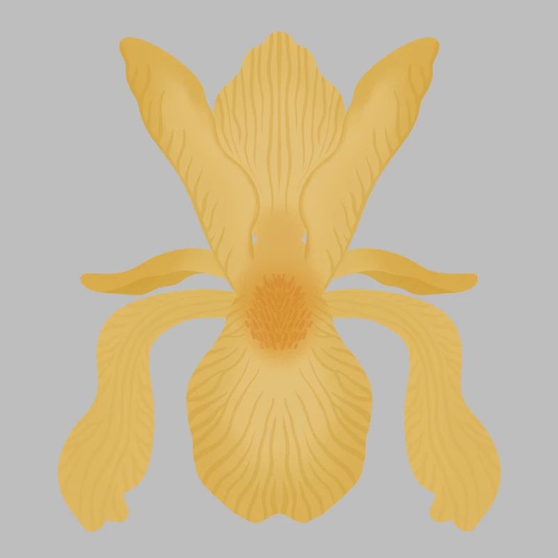 Floraison d’Iris doré