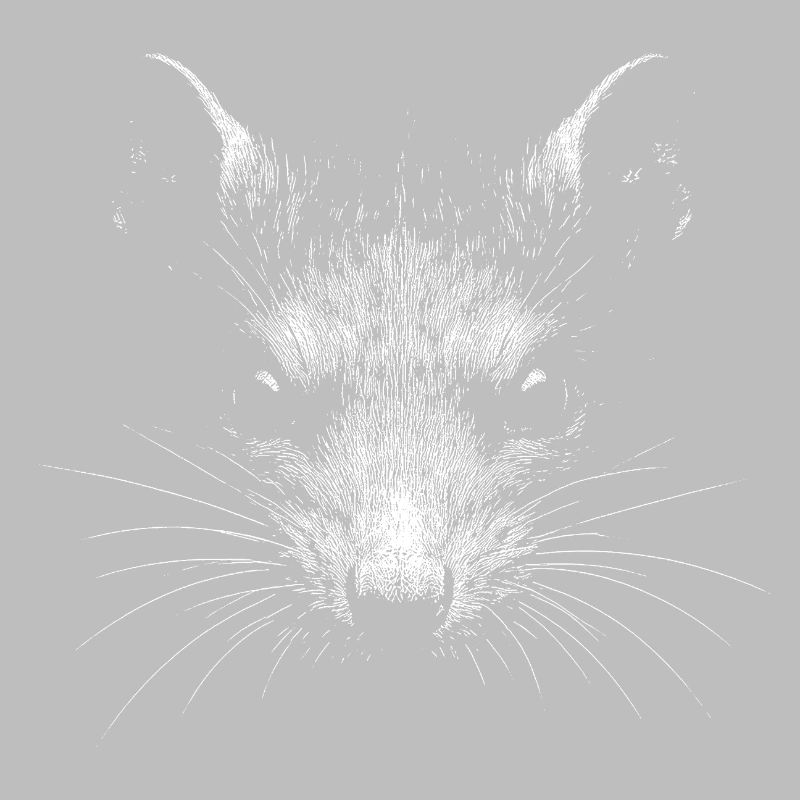 Rat