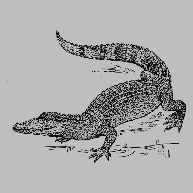 Croco 58