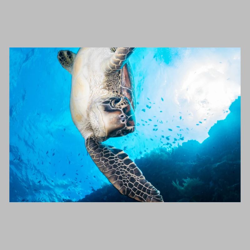 Turtle