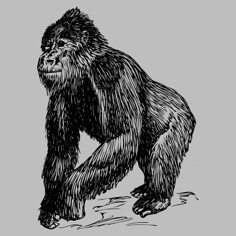 Monkey collection