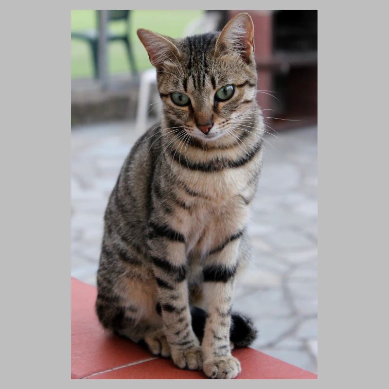 cat, kitten