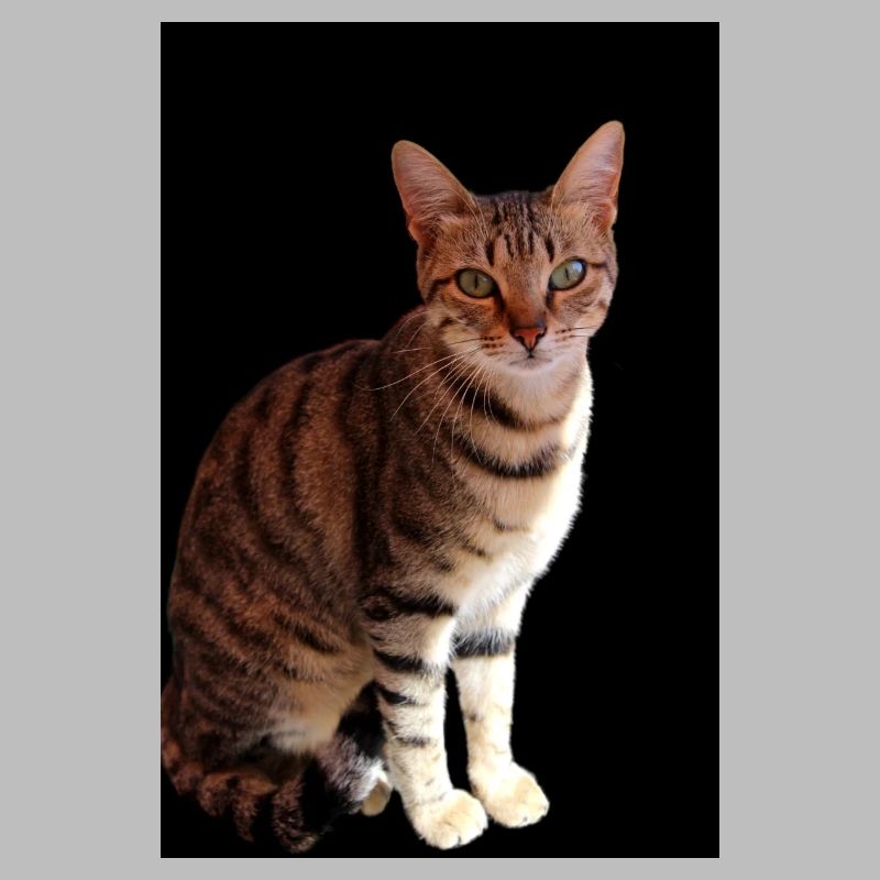Katze Katze süßes Kätzchen