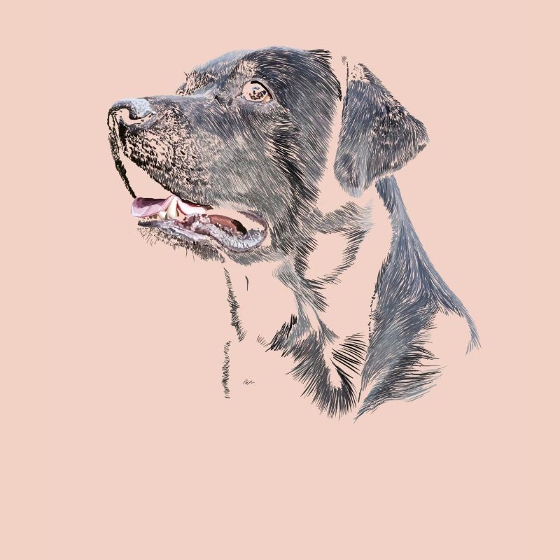 Labrador