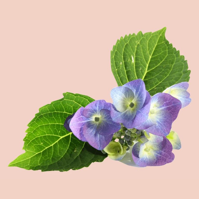 fleur
