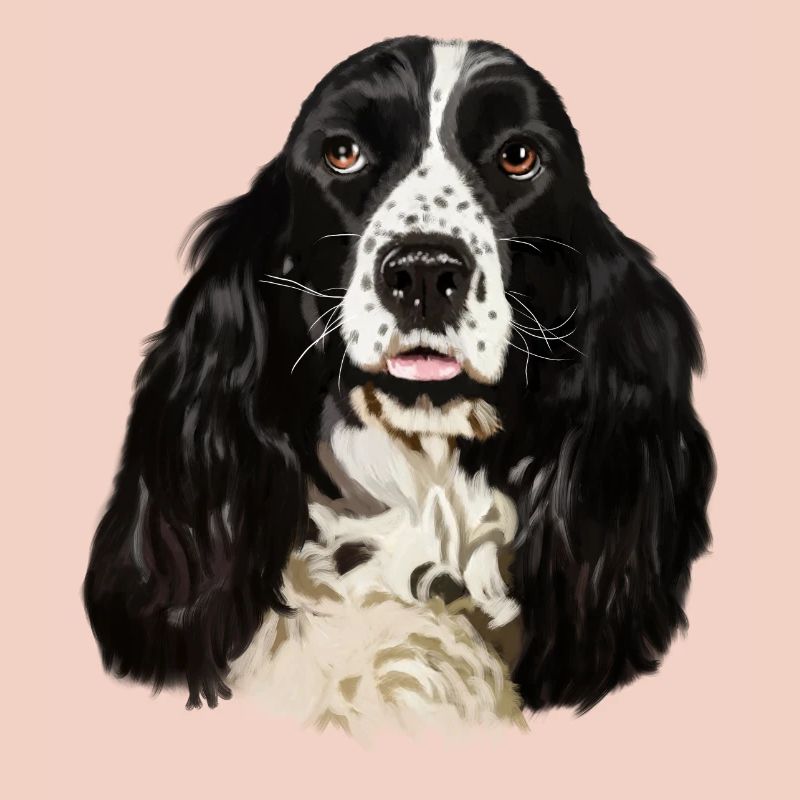 cocker spaniel