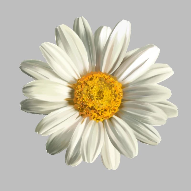 chamomile