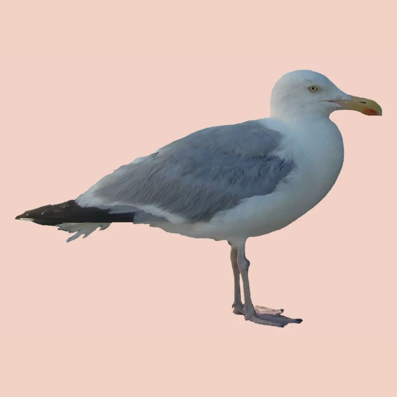 Mouette