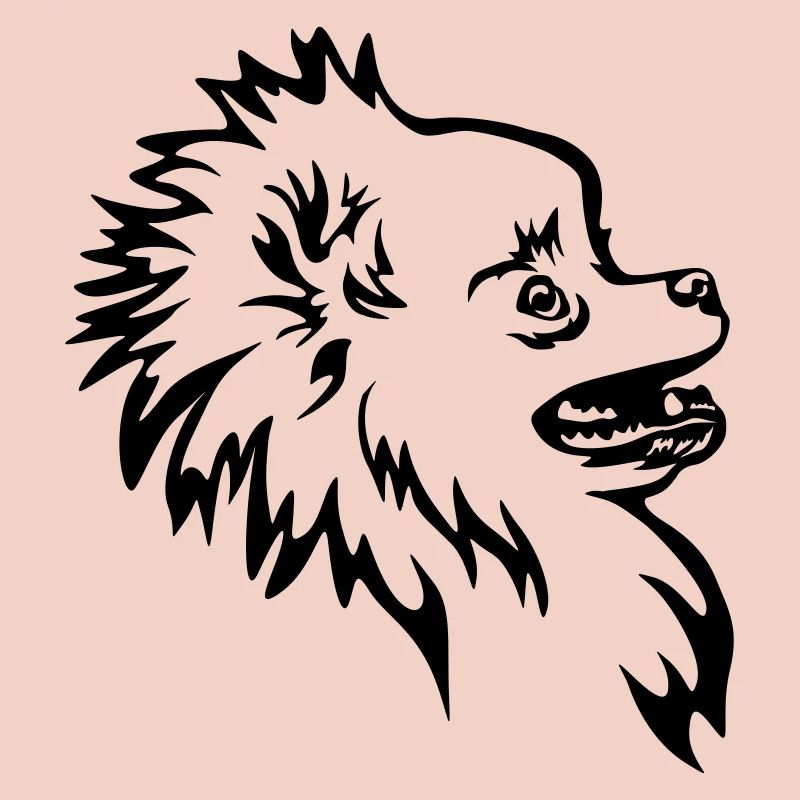 Zwergspitz head