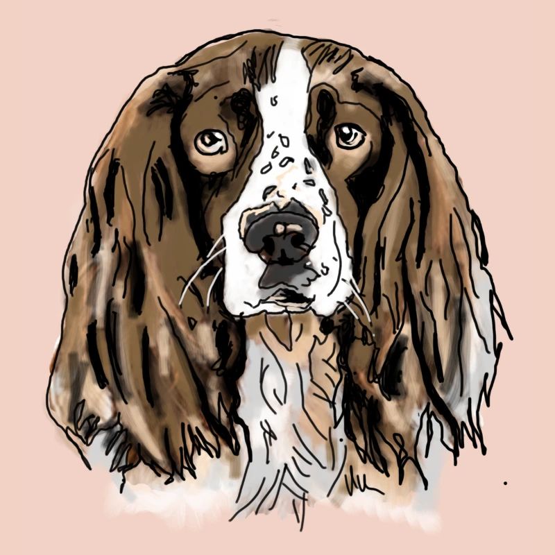 Spaniel