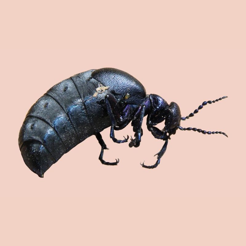Insecte coléoptère
