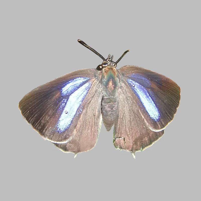 Blauer Eichen-Zipfelfalter