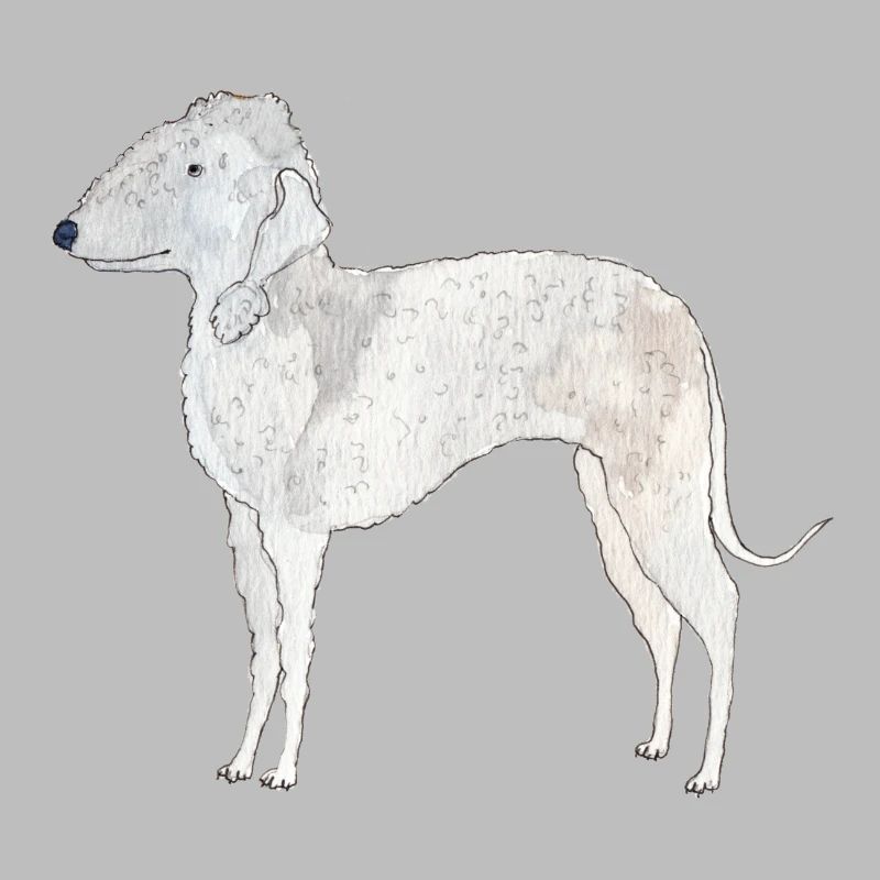 Bedlington Terrier