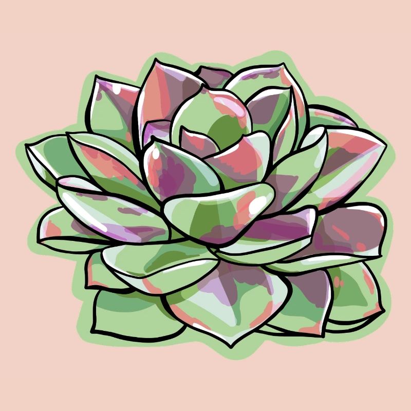 Echeveria Fat Leaf Rosette Succulent