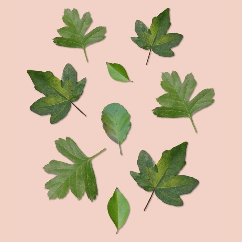 Green Leaves Autumn Nature Leaf Pattern