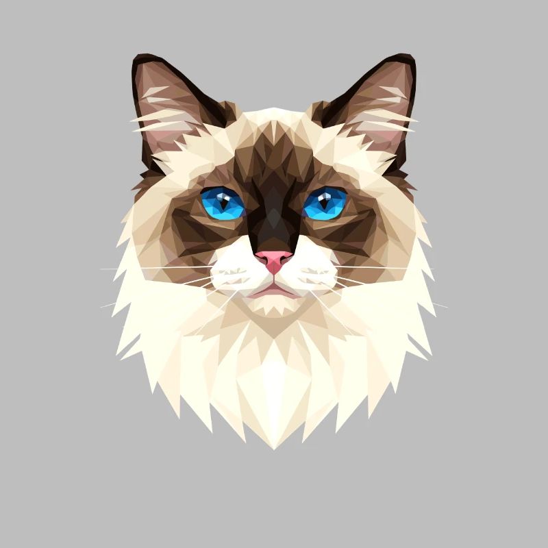 Chat Birman Chat Birman Sacré Chat Birman Mignons Chats Birman