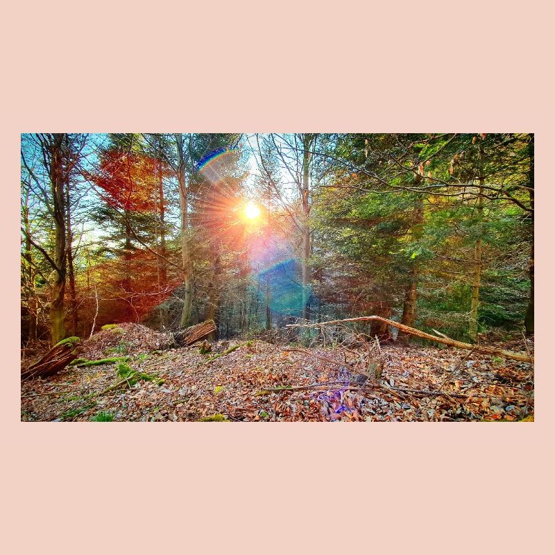 Lumière du soleil dans la forêt d’automne