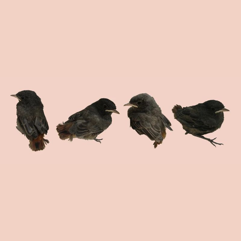 Succursales maison redstart